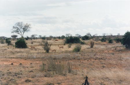 09-Tsavo Est